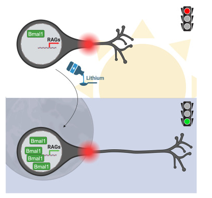 Cell Metabol：新發(fā)現(xiàn)！生物鐘或能調(diào)節(jié)機(jī)體的軸突再生并修復(fù)損傷