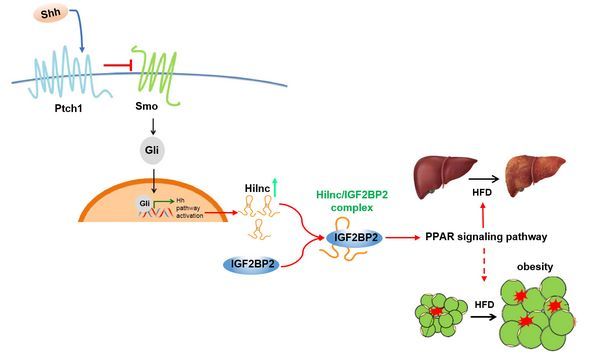 Nature Metabolism：揭示Hh信號通路通過Hilnc參與肝臟脂質(zhì)代謝的新機(jī)制
