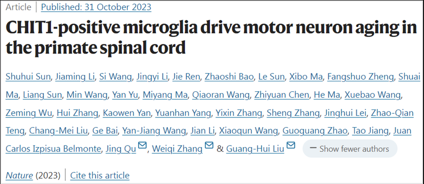 Nature：我國科學(xué)家揭示蛋白CHIT1促進(jìn)靈長類動(dòng)物脊髓中的運(yùn)動(dòng)神經(jīng)元衰老
