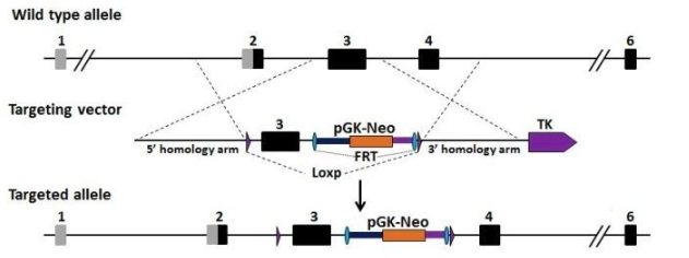 基因組定點(diǎn)編輯技術(shù)ES細(xì)胞打靶技術(shù)和CRISPR/Cas9系統(tǒng)的技術(shù)路線？