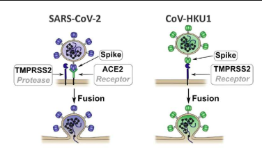 Nature：科學(xué)家識別出冠狀病毒進入人類細胞所使用的特殊受體
