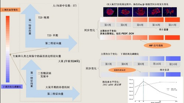 大鼠和人類胰島轉(zhuǎn)錄組中發(fā)現(xiàn)2型糖尿病前期的標(biāo)志