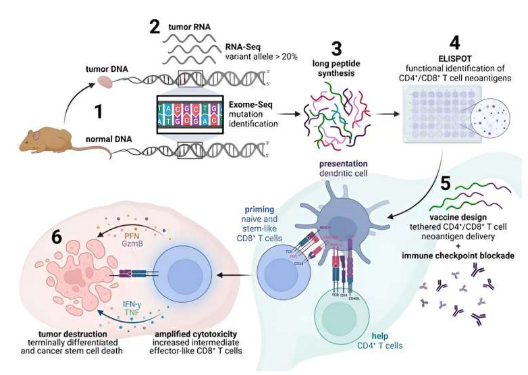 Nat Immunol & JCI：科學(xué)家有望利用輔助性T細(xì)胞來幫助治療人類癌癥