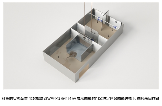 魚的算術(shù)能力堪比無(wú)脊椎動(dòng)物