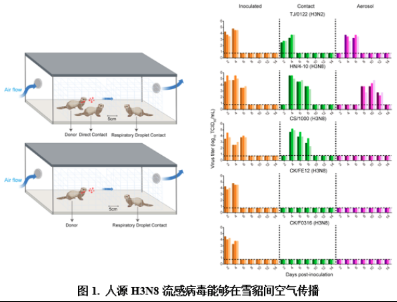 Cell：研究發(fā)現(xiàn)人感染H3N8禽流感病毒在雪貂間通過(guò)空氣傳播機(jī)制