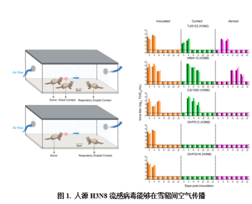 微生物所等發(fā)現(xiàn)人感染H3N8禽流感病毒在雪貂間通過(guò)空氣傳播機(jī)制