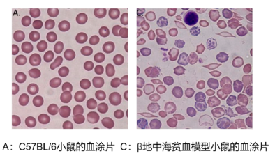 嚙齒類動(dòng)物血常規(guī)結(jié)果分析注意事項(xiàng)-江蘇網(wǎng)站制作
