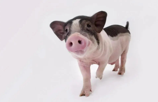 實驗動物知識 | 什么是小型豬？常用的品系、品種有哪些？-江蘇網(wǎng)站制作