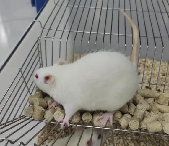 【動物模型】三類失血性休克動物模型的構(gòu)建-江蘇網(wǎng)站制作