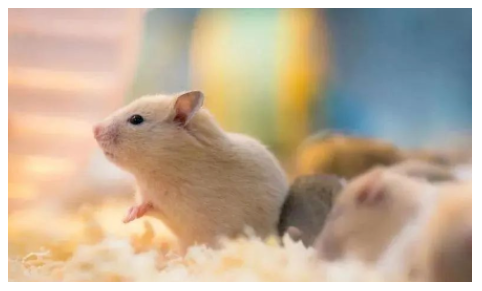 動物行為學的實驗方法及評分方法-江蘇網(wǎng)站制作