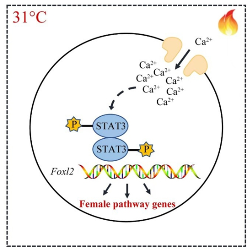 中國科學院動物所發(fā)現溫度誘導龜雌性發(fā)育的信號通路-江蘇網站制作