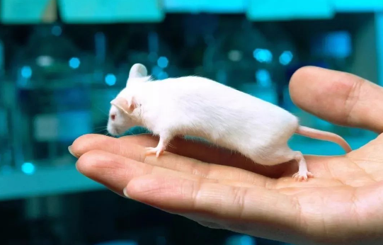 醫(yī)療器械動物試驗研究，一般分為幾種？-江蘇網站制作